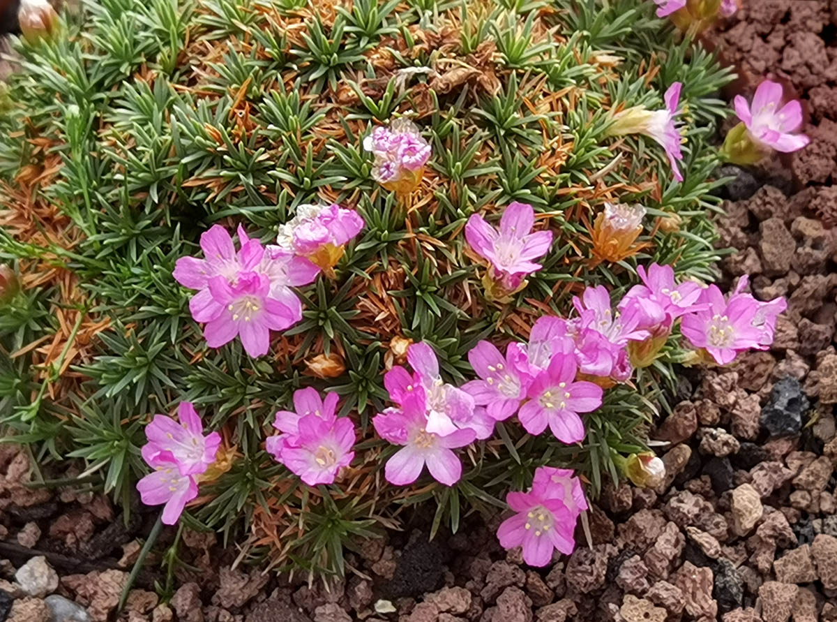 Armeria juniperifolia 'New Zealand Form'